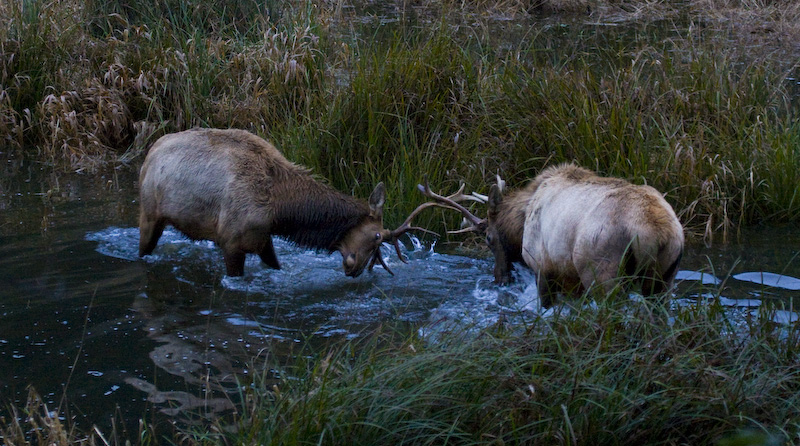Elk Sparring In Creek
